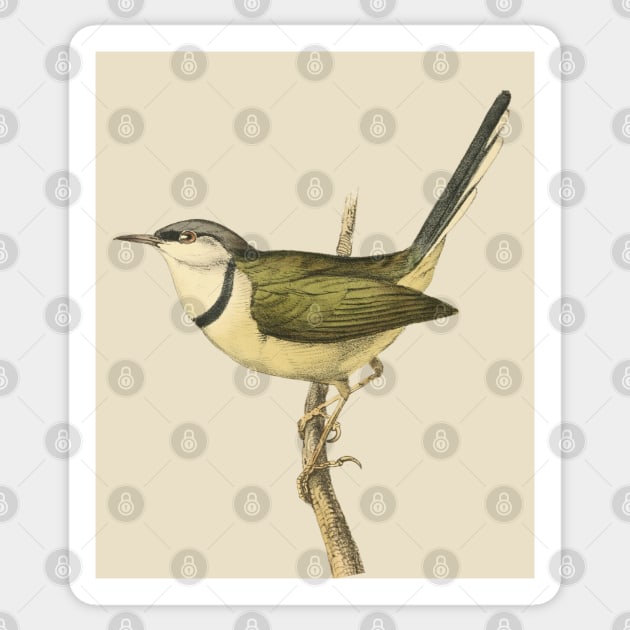 Bar-Throated Apalis Bird Illustration - Vintage Swainson Art Sticker by TuncGK